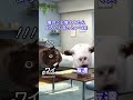 男の娘 #猫ミーム
