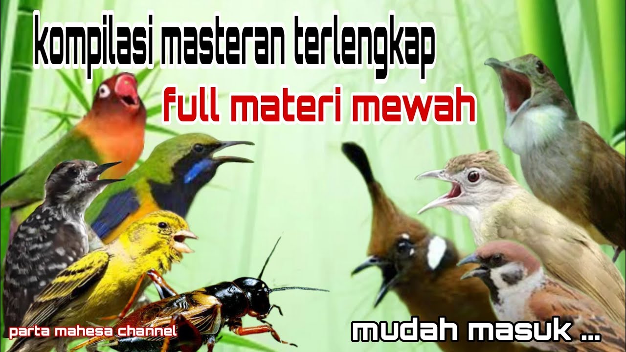 Masteran Kompilasi Mewah Untuk Semua Jenis Burung Murai batu, Cucak ijo