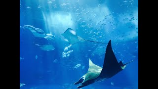 Stingrays in the ocean