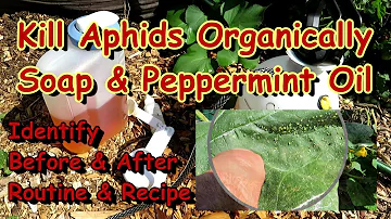 How to Treat Aphids on Any Garden Vegetable Plant with Soap & Peppermint Oil Spray: All the Steps!