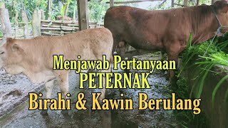 Solusi Sapi Kawin Berulang, Kita Bahas Disini.