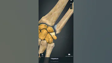 Overview Of Carpal Bones Drsamia Anatomy Physiotherapist Physiorehab 