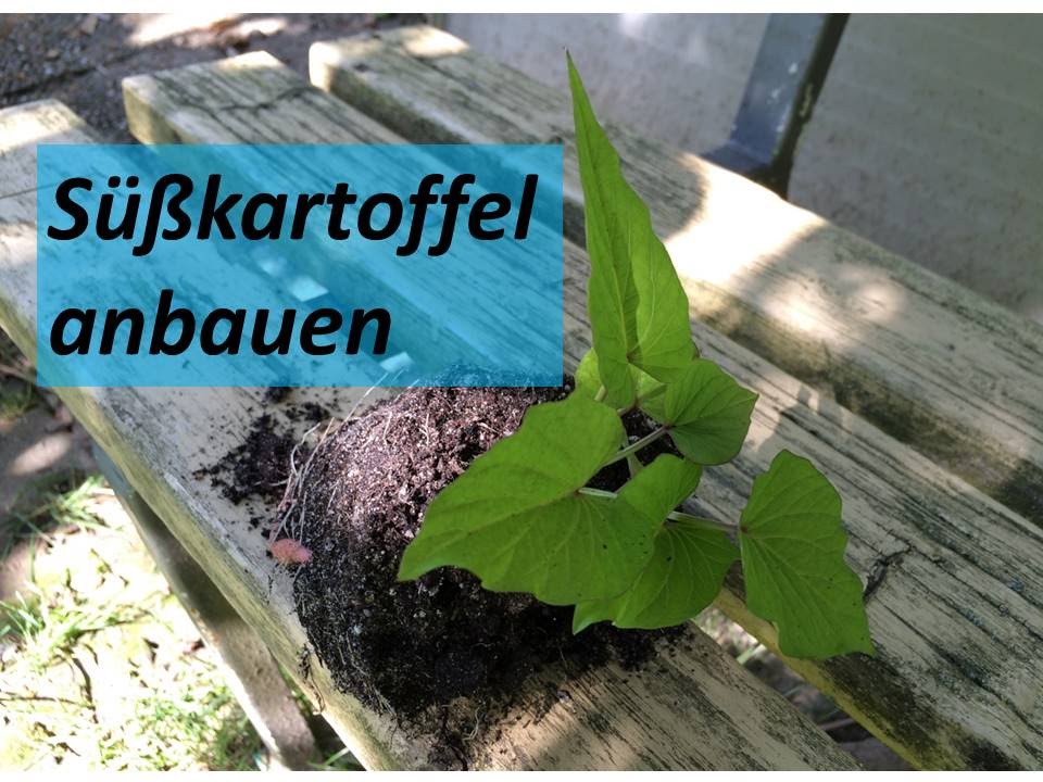 Süßkartoffel auspflanzen | Anzucht aus eigenen SAATKNOLLEN erfolgreich | Süßkartoffel Anbau #4