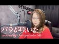 693.バラが咲いた/マイク眞木