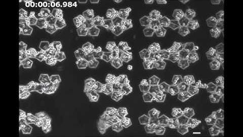 Origami-based self-folding of co-cultured NIH/3T3 and HepG2 cells into 3D microstructures