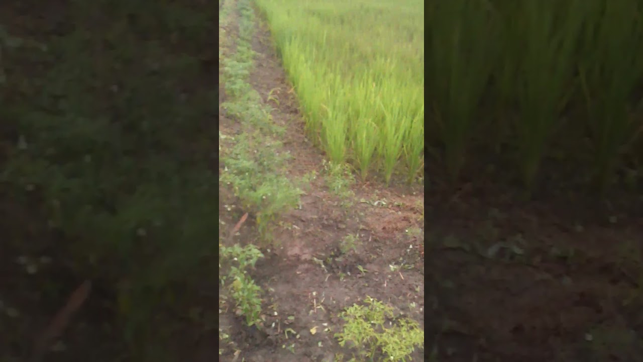 Menanam cabe Di sawah 