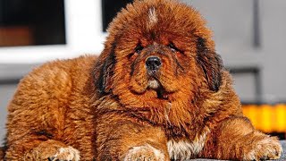 The Most Expensive Dog in The World