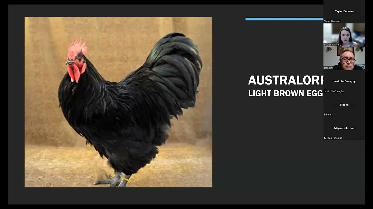 Episode 3: Chicken Care and Laws for Selling Eggs & Broilers