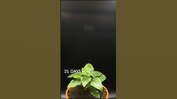 Boxlapse 💙 83 days in 1 minute! 🌻 #timelapse #comingofage #plantsofshorts #sunflower #boxlapse #s