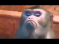 New funny 2015 angry monkey face