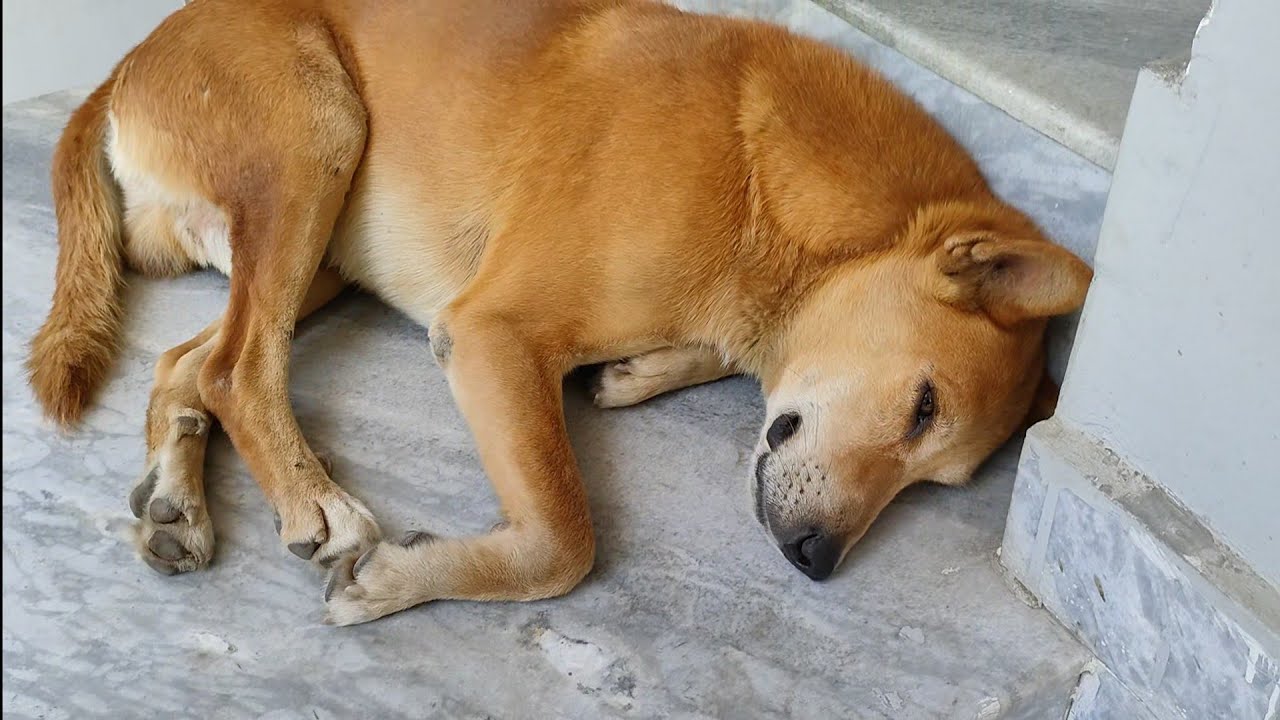 Jab We Met A Lazy Dog 😝🐕 SeemsLikeVlogs 38 dailyvlog. YouTube