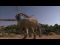 Dinosaur revolution actus dei by el utahraptor xd