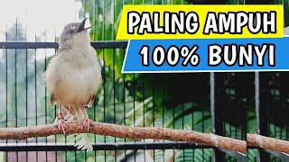 Download Lagu Pancingan Cigun Bahan Agar Bunyi Langsung Ngebren Paling Ampuh MP3