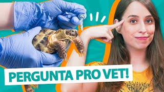 Qual o peso ideal de um papagaio verdadeiro? - PERGUNTE AO VET 10 👨🏼‍⚕️ by Manual Pet 1,061 views 2 years ago 2 minutes, 58 seconds