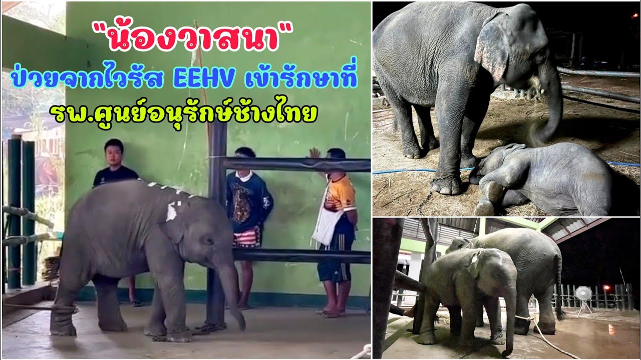 น้องวาสนา ลูกช้างวัย 15 เดือน ป่วย EEHV ขณะนี้อยู่ในการดูแลของทีมแพทย์ รพ.ช้างศูนย์อนุรักษ์ช้างไทย
