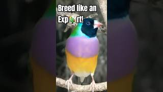Breed Gouldians all year round! #birds #finches #gouldian #aviarylife