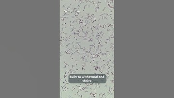 Life On An Earth With No Oxygen