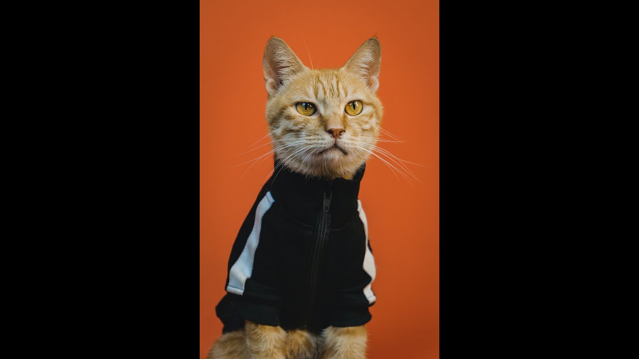 [무료비트] 밝고 경쾌한 붐뱁 비트 "CatChop" │붐뱁 비트│샘플링│choping│ beat by NuGDoG