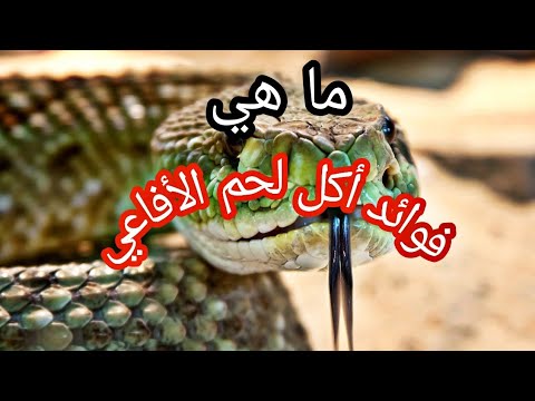 ماهي فوائد أكل لحم الأفاعي السامة