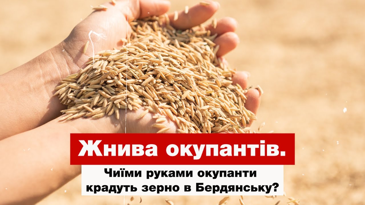 Жнива окупантів. Чиїми руками окупанти крадуть зерно в Бердянську ...