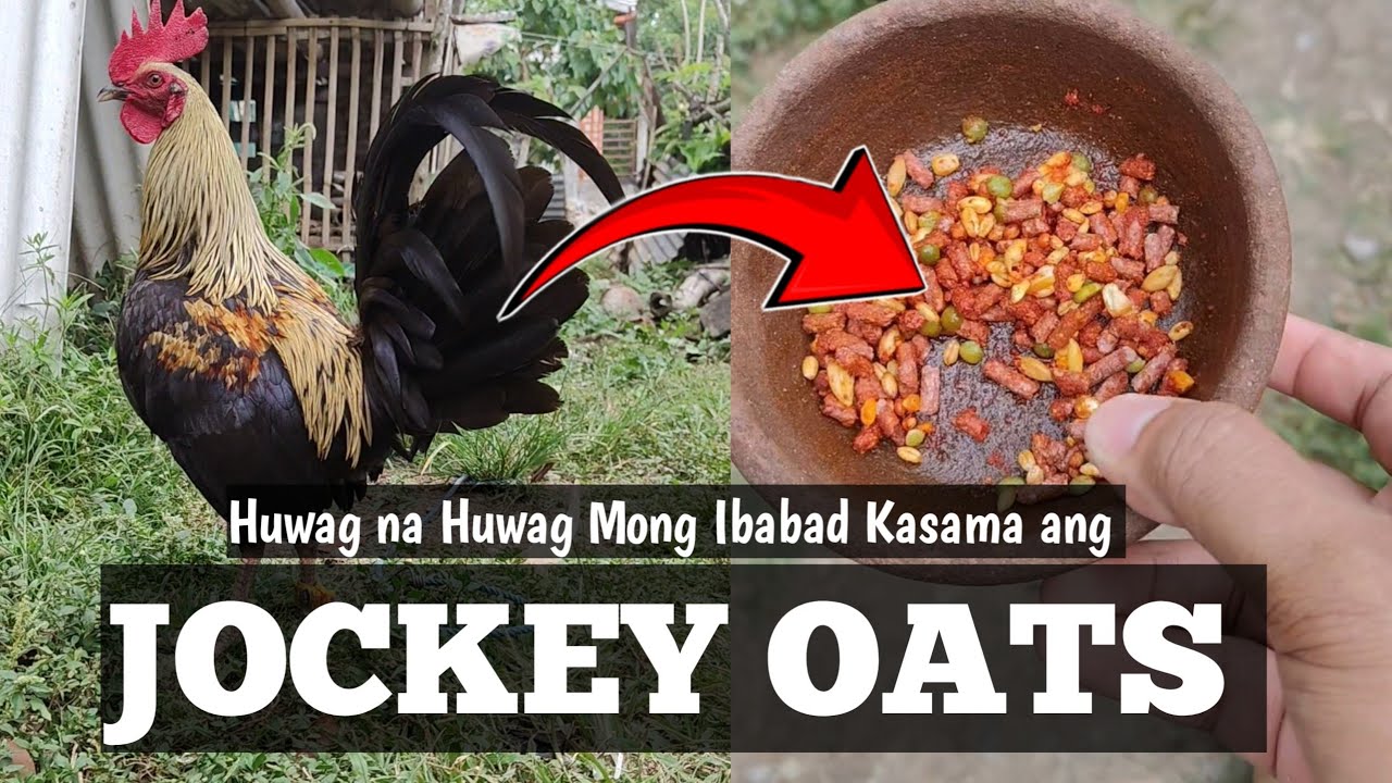 Huwag Mong Ibabad Kasama Nang Jockey Oats | Mas Magiging Maganda Ang Resulta | Linyada ng Mamay 