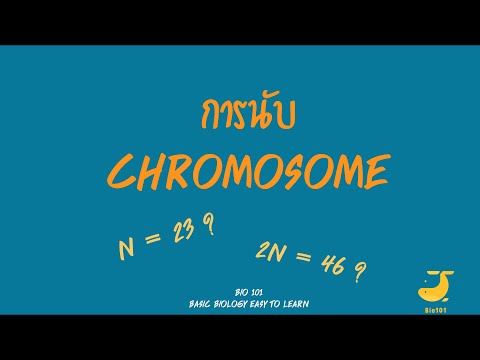 สรุปชีวะ : การนับ chromosome นับยังไง