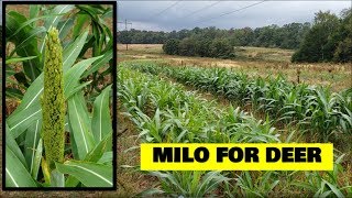 Will LATE planted MILO FOR DEER work? Food plot update 100619