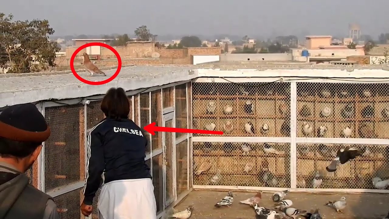 kabootar bazi || kabootar pakar houa || pigeon Catch Training || dosto ap bhi dekhe ||