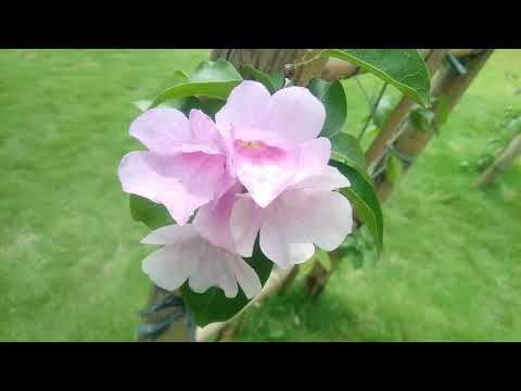 Video: Trumpet Vine Blooming - Apa Yang Perlu Dilakukan Untuk Trumpet Vine Yang Tidak Mekar