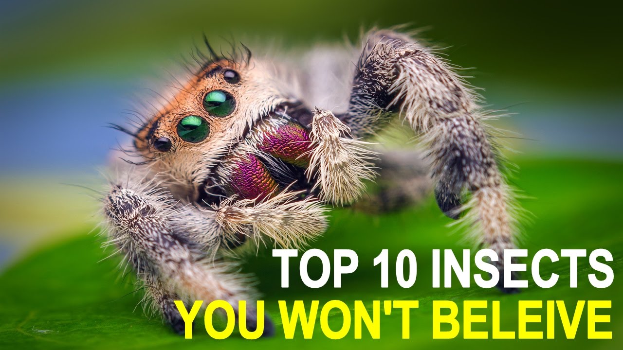 Untrue Insects Top 10 Insects You Won't Believe Actually Exist - YouTube