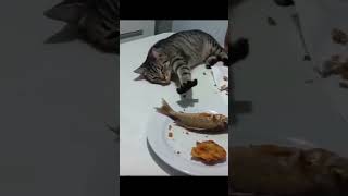 #youtube #video #shorts #viral #trend #trending #fyp #foryou #foryoupage