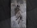 киска