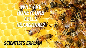 Why do Bees make Hexagons in Their Hives? 🐝 Why do bees make honeycombs?
