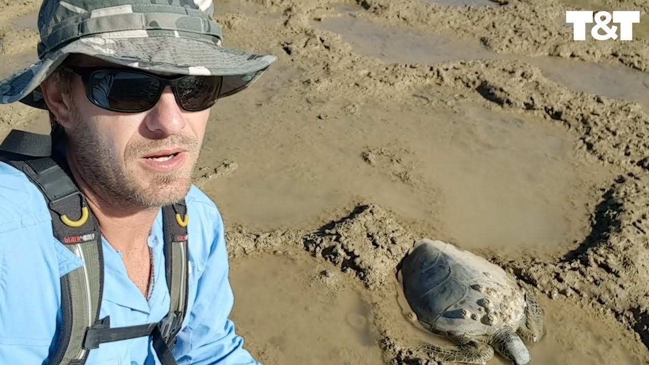 Turtle Stranded In Mud Rescued By Kind Traveler - YouTube
