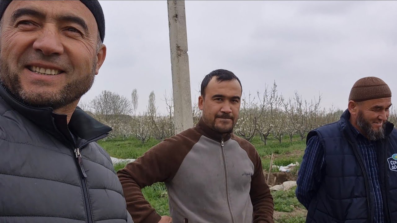 Чеснокни  томчилаб суғориш ва совуқдан асраш.