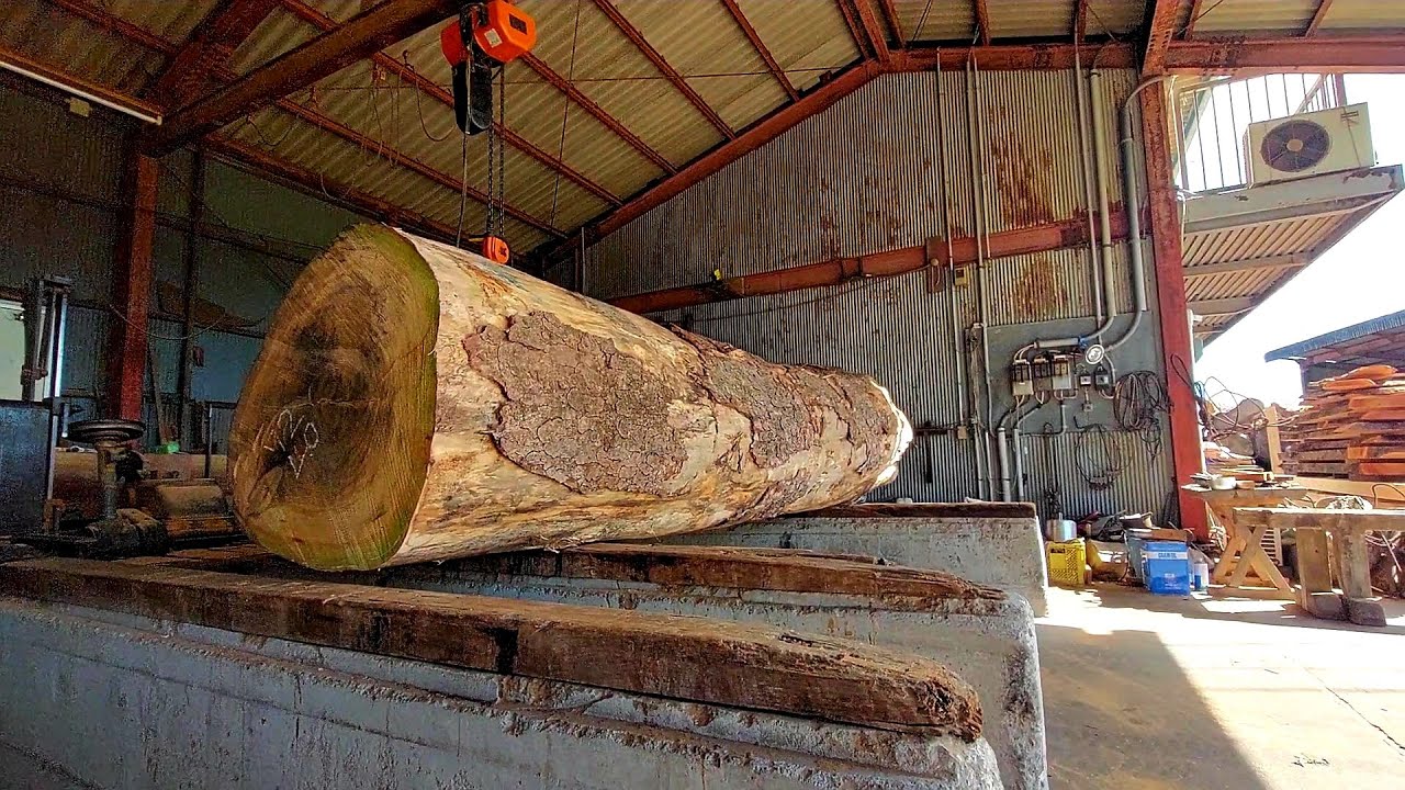 56 Cut down the 200-year-old “Kirishima fir”! ! A pure white and