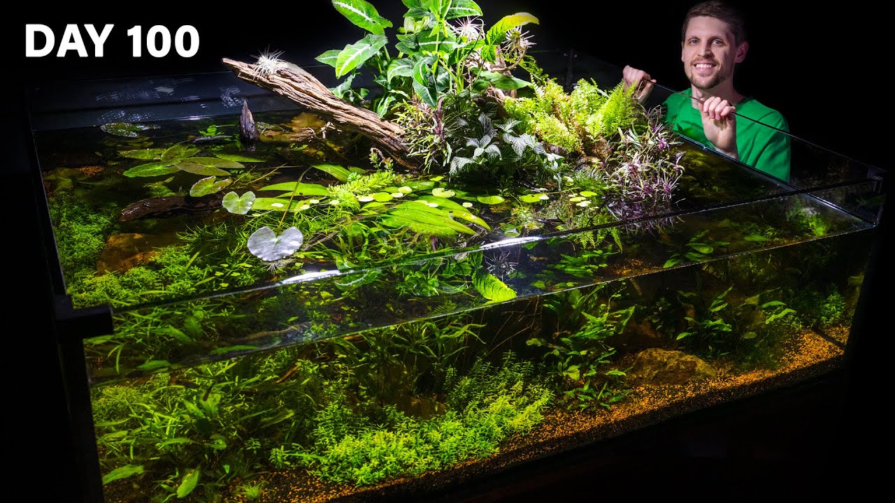 Гигантский пруд с гуппи без фильтра, обзор на 360°, 100 дней спустя. Как вам?