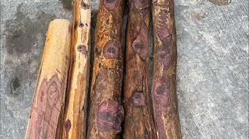 GL 5 khúc trắc dây Vân cực đẹp 8kg