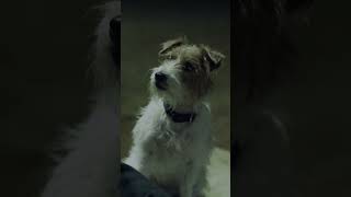 Ewan McGregor Gives His Dog a Pep Talk #Beginners #shorts