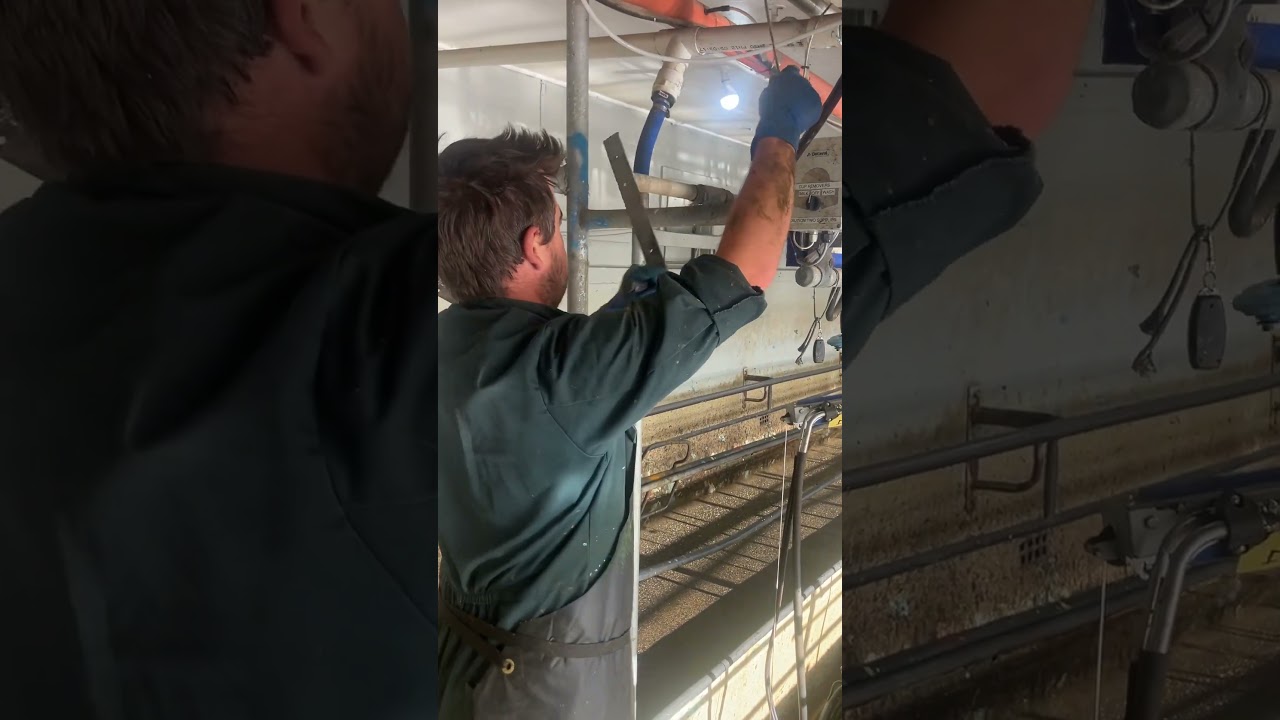 3. How to wash up after milking