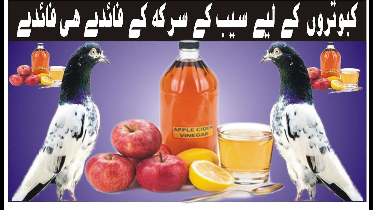 MULTIPLE BENEFITS OF APPLE VINEGAR FOR PIGEONS ll KABOOTRON K LIYE SAIB