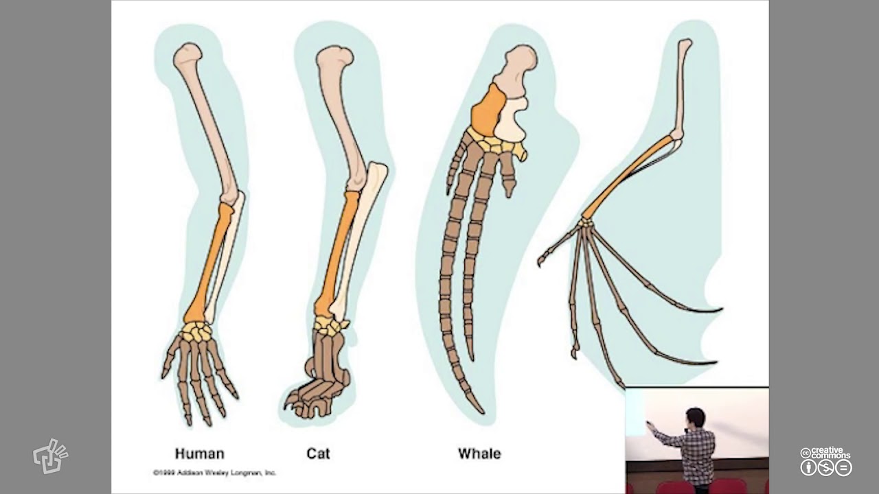 Ласты кита и роющие конечности крота. Гомологичные органы конечности позвоночных. Сравнительная анатомия и гомологичные органы. Гомология скелета передней конечности позвоночных. Эволюция скелета конечностей у позвоночных.