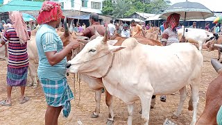 হাল চাষ করানো ও খামারি উপযোগী হাড্ডিসার বলদ গরুর দাম জানাবো জয়পুরহাট নতুন গরুর হাট থেকে I