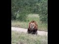 Löwensichtung In Amahle Ndhzenga Löwe Shorts Wildtiere