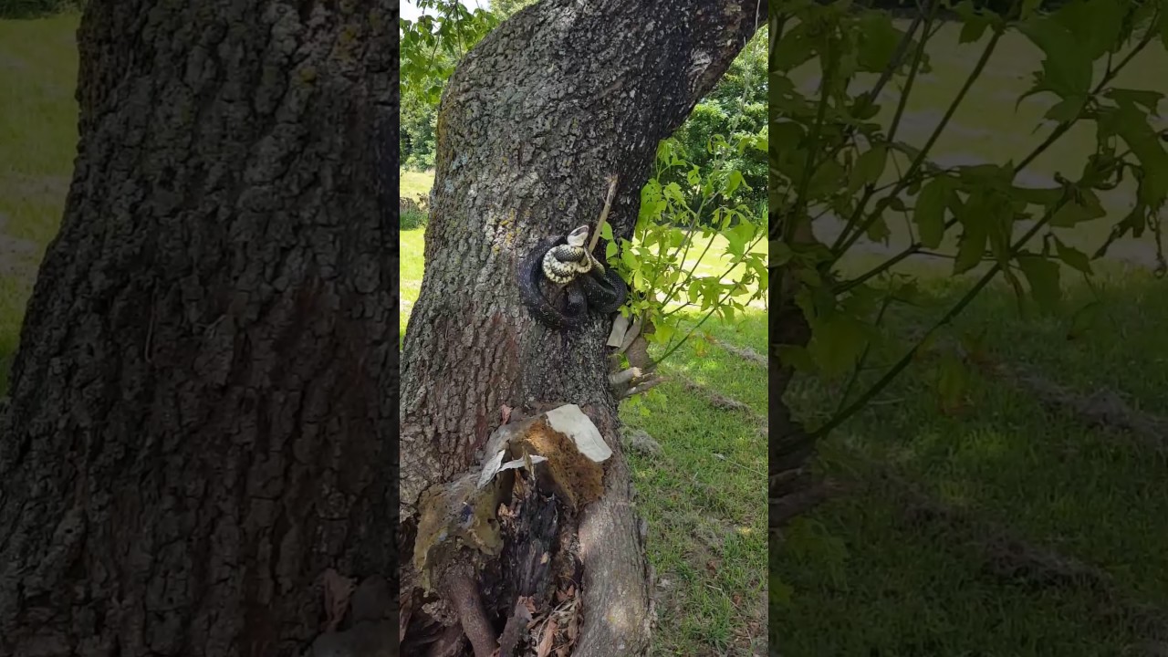 camera iphone 8 plus apk King snake trying to eat black snake part2