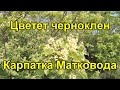 Цветет черноклен Карпатка матковода