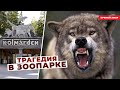 Волки загрызли работницу зоопарка в Швеции