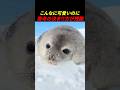 【泣ける雑学】全力で近寄ってくるアザラシ。歯がすり減った時が彼らの「最期」でした😢#shorts #おすすめ  #科学 #動物 #アザラシ #癒し #解説 #雑学 #かわいい #ペット#泣ける話