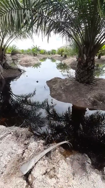 Saat Banjir Tiba Buaya Muara Mulai Muncul Di Kebun Sawit Dan Kebun Sawit Tidak Bisa Di Panen‼️