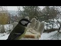 Blue Tit feeding of off my hand